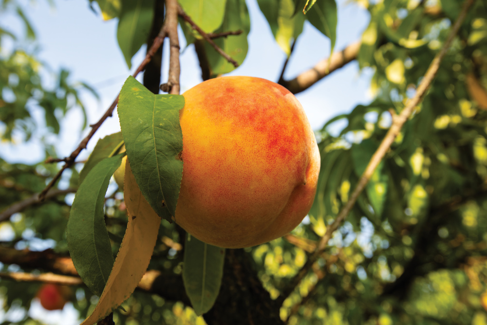 Up-close of peach at Annie's Orchard