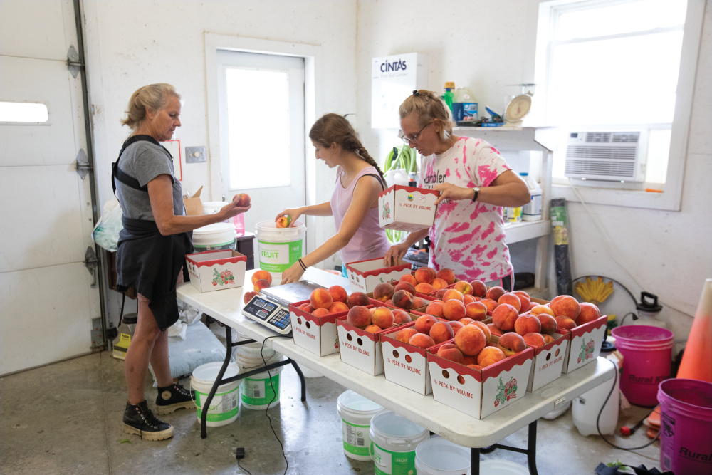 Customers purchasing peaches at Annie's Orchard