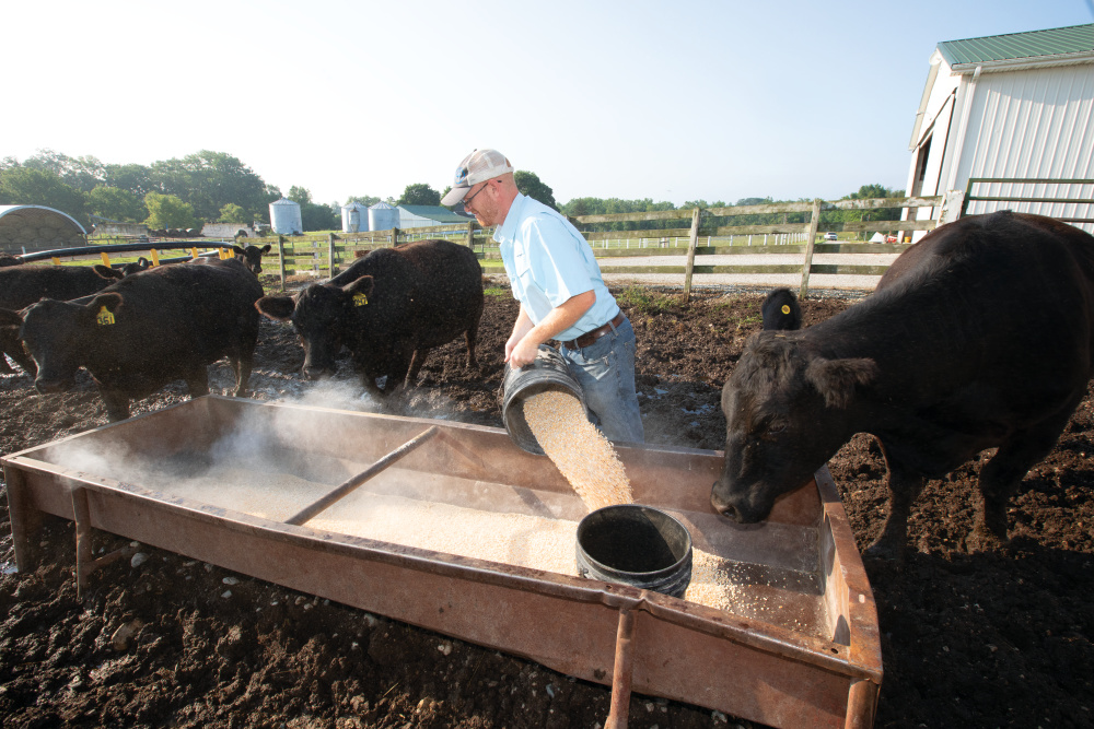 Garret Coverdale feed black angus cattle at his family farm, Coverdale Angus