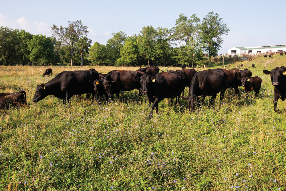 Coverdale Angus grazing