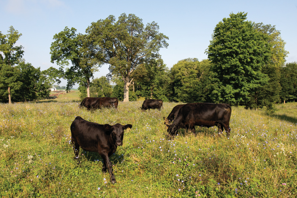 Black angus grazing in a field at Coverdale Angus