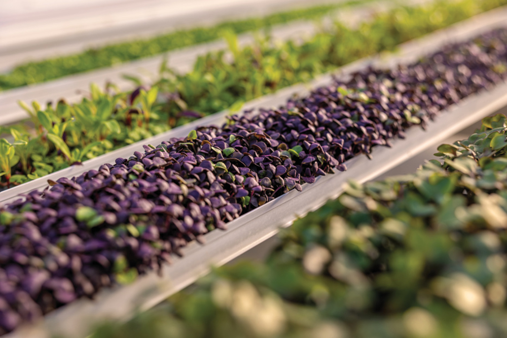 Watch Us Farm-grown lettuce, microgreens and herbs