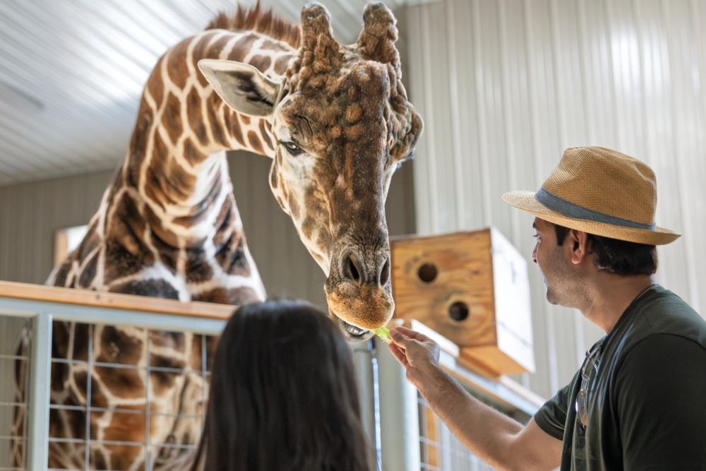 Visitors feeding giraffes at Wilstem Wildlife Park, one of the things to do in French Lick, Indiana