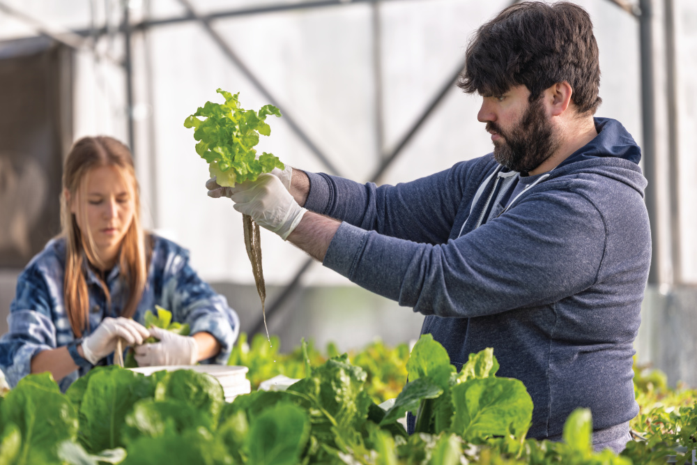 Employees tend to lettuce at Watch Us Farm