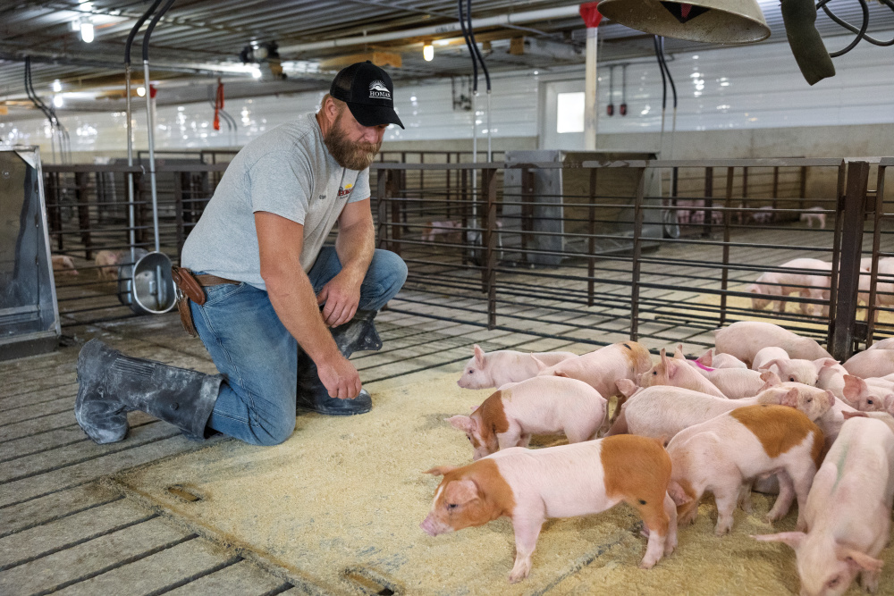 Brian Homan tending to piglets at his Indiana farm in Jay County 