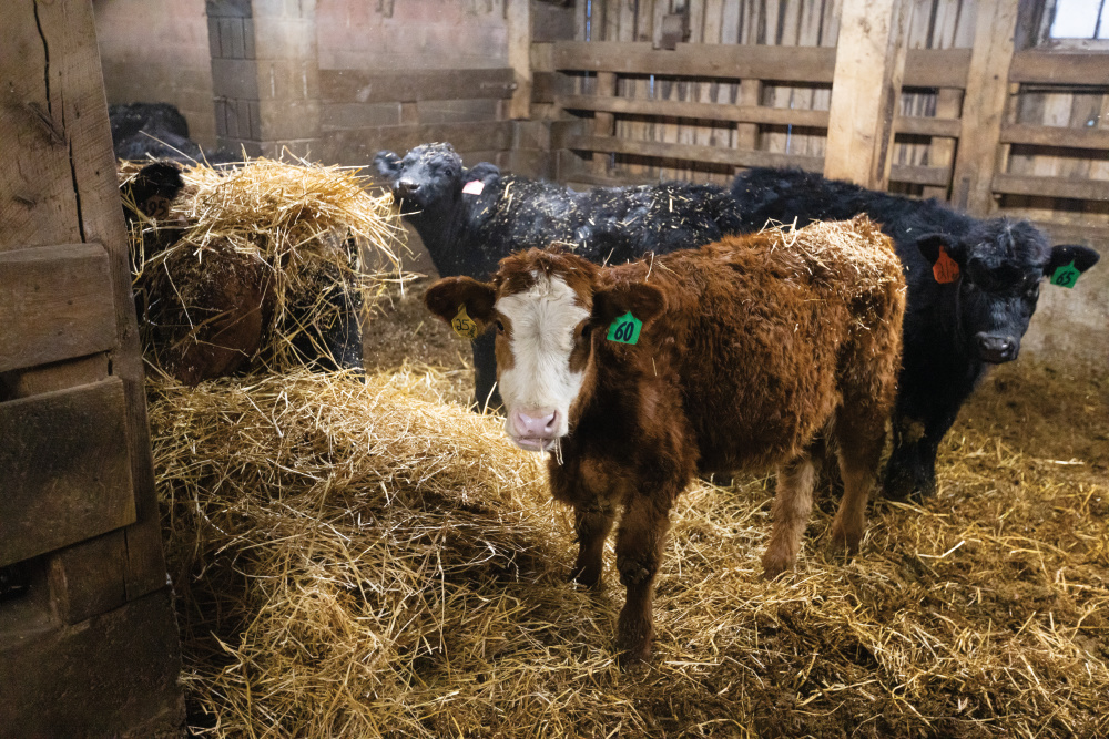Cattle inside the barn at Beneker Family Farms