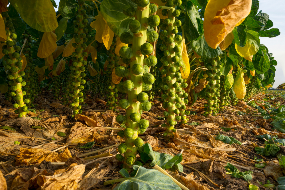 Brussels sprouts growing in the field