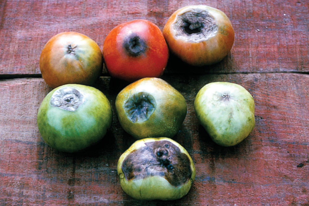 Tomatoes with BER on them