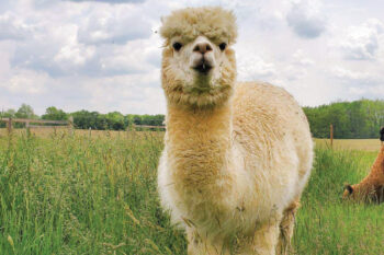 Alpaca at Three Furies Alpaca Farm