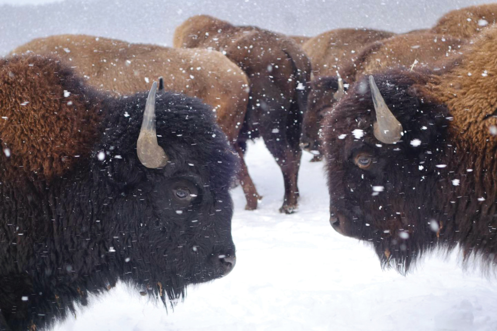Bison in snow at Wild Winds Buffalo Preserve
