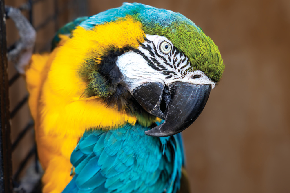 Bloomer, a blue-and-yellow macaw at Linton's Enchanted Gardens, one of the things to do in Elkhart