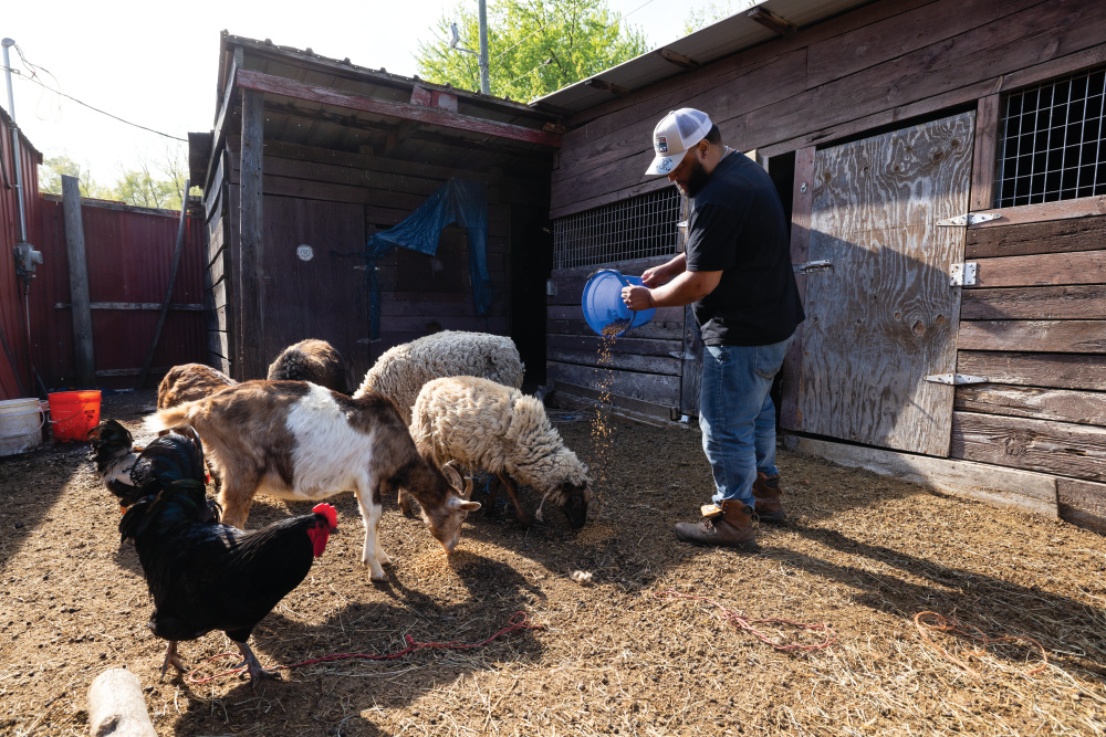 Chris Brown feeding sheep, chicken and goats