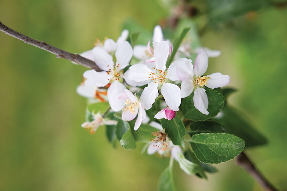 Apple blossoms on trees at Chandler's Orchard and Country Market