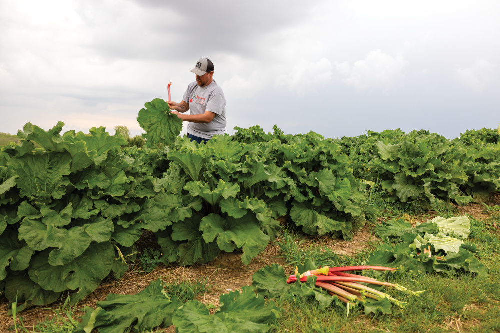 Matt Chandler harvesting rhubarb at Chandler's Orchard and Country Market