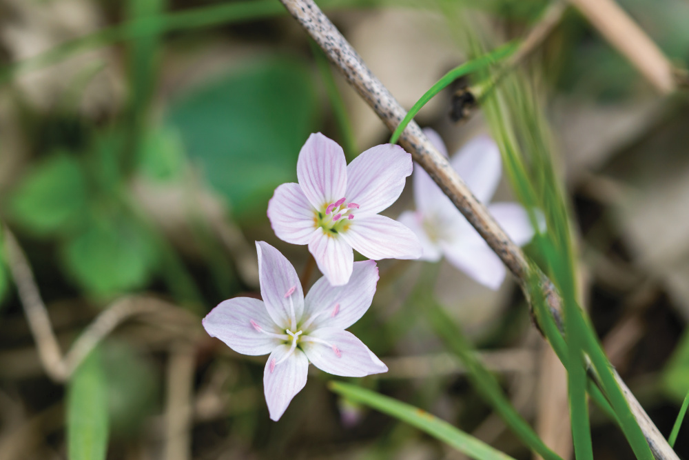 Spring beauties blooming, one of Indiana's Native Plants