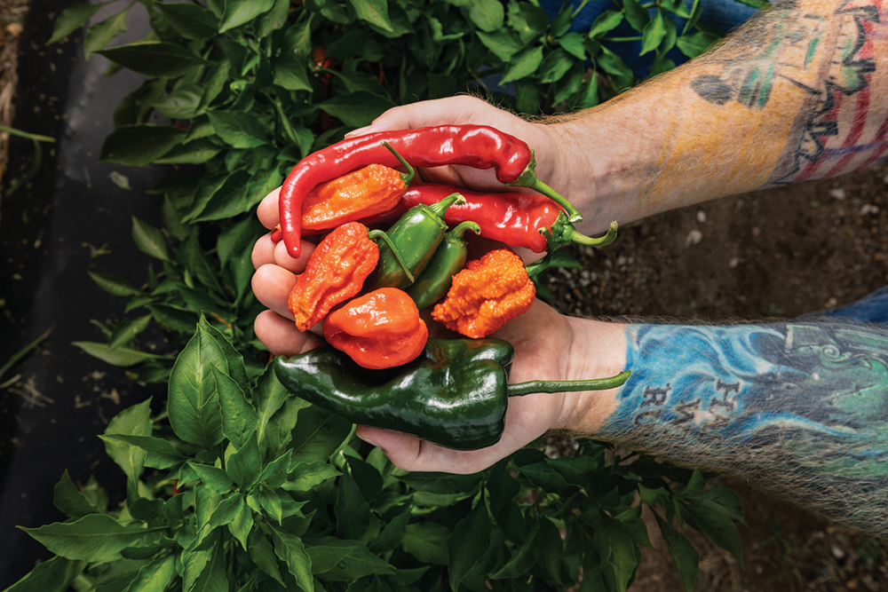 Up-close of Chris Linneweber holding an array of peppers grown in Knox County for Linneweber's Sauce Company