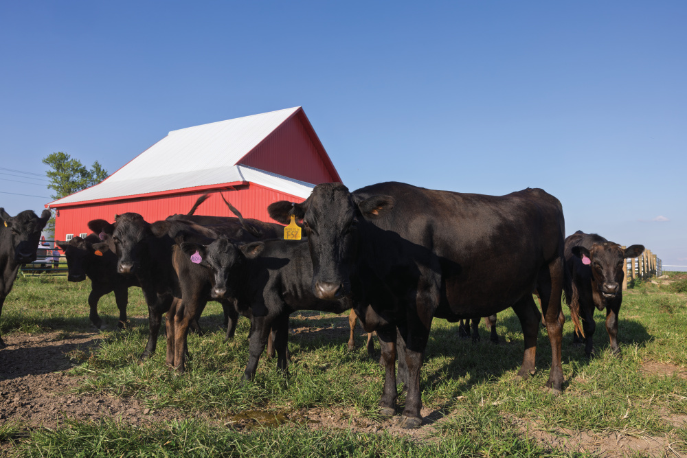 Wagyu and Angus cattle at 550 Wagyu