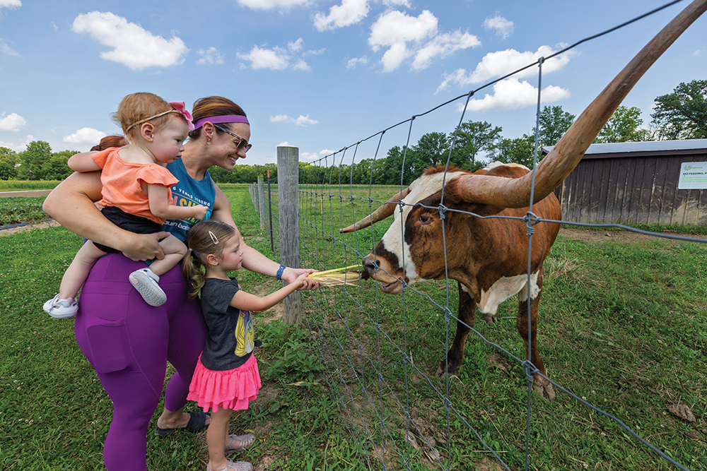 A family feeding one of the longhorn cattle at Fishers AgriPark
