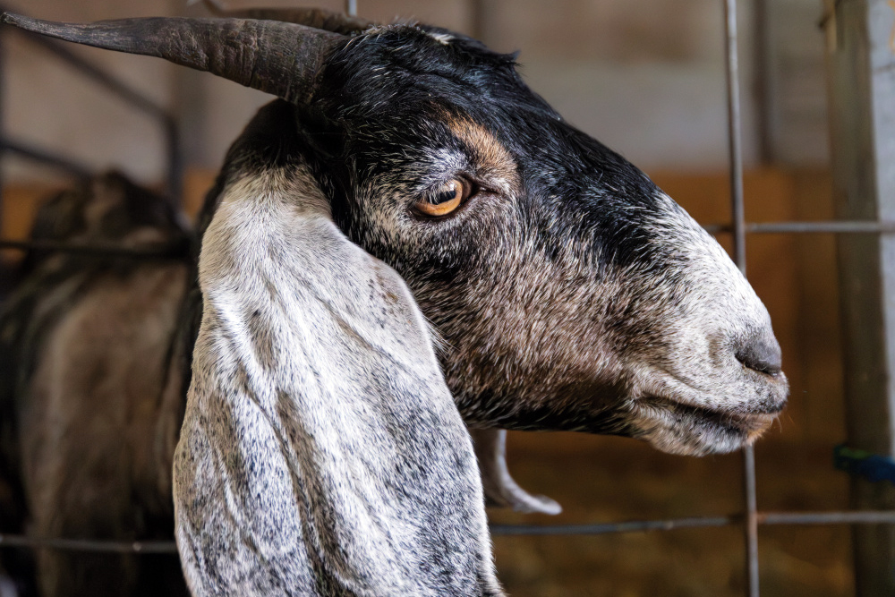 A goat at Fishers AgriPark