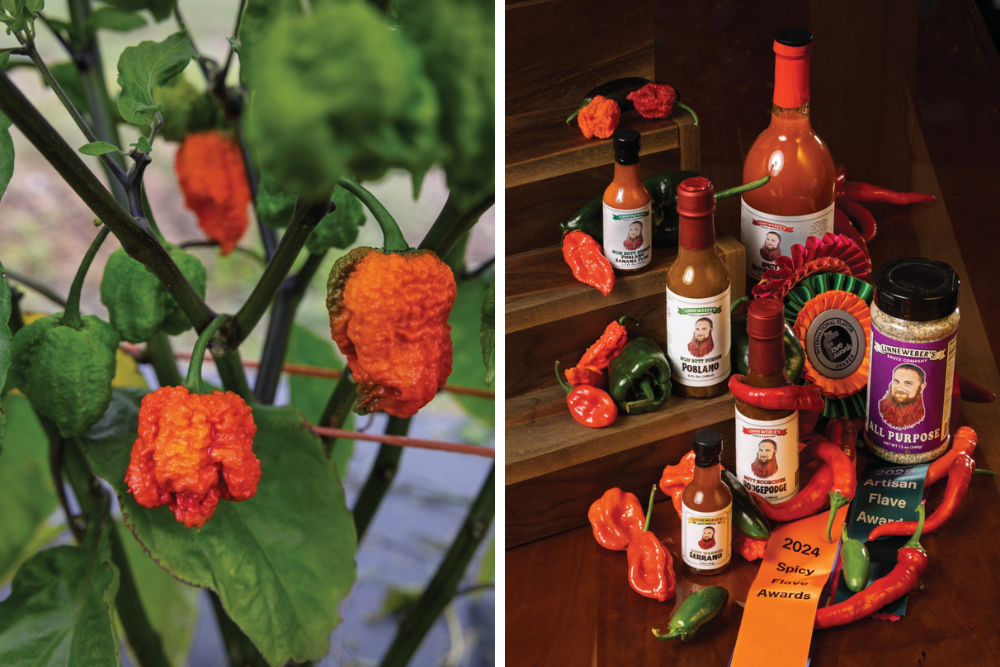Left photo: Dragon's breath peppers; right photo: bottles of Linneweber’s Sauce Company products sitting among peppers and awards