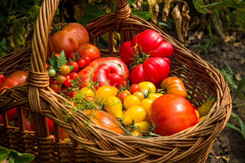 Different types of tomatoes in a basket