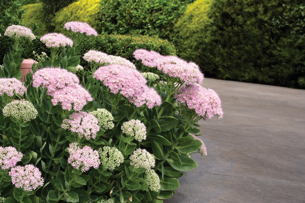 Pink and white blooming Autumn Joy sedum