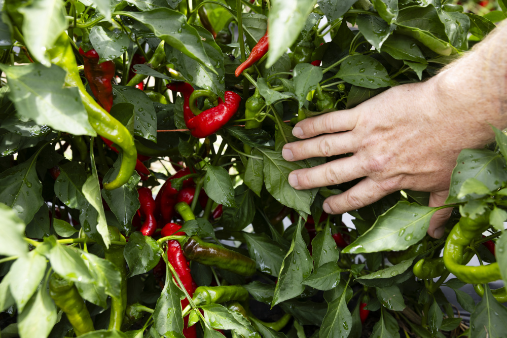 Cayenne peppers grown by Chris Linneweber
