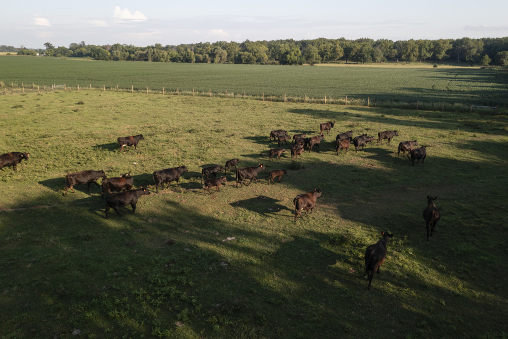 Drone view of cattle on pasture at 550 Wagyu