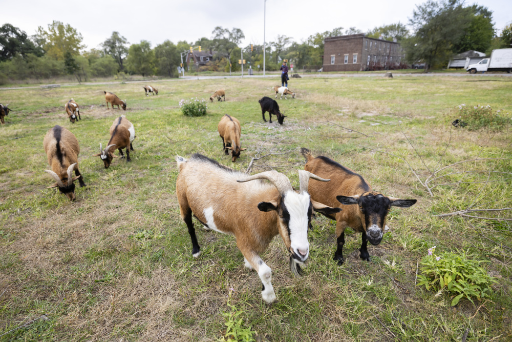 Goats at Faith CDC