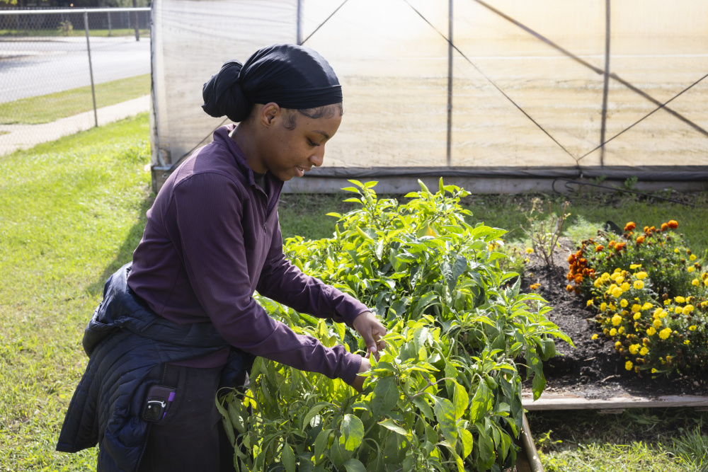 Employees harvest peppers in the gardens